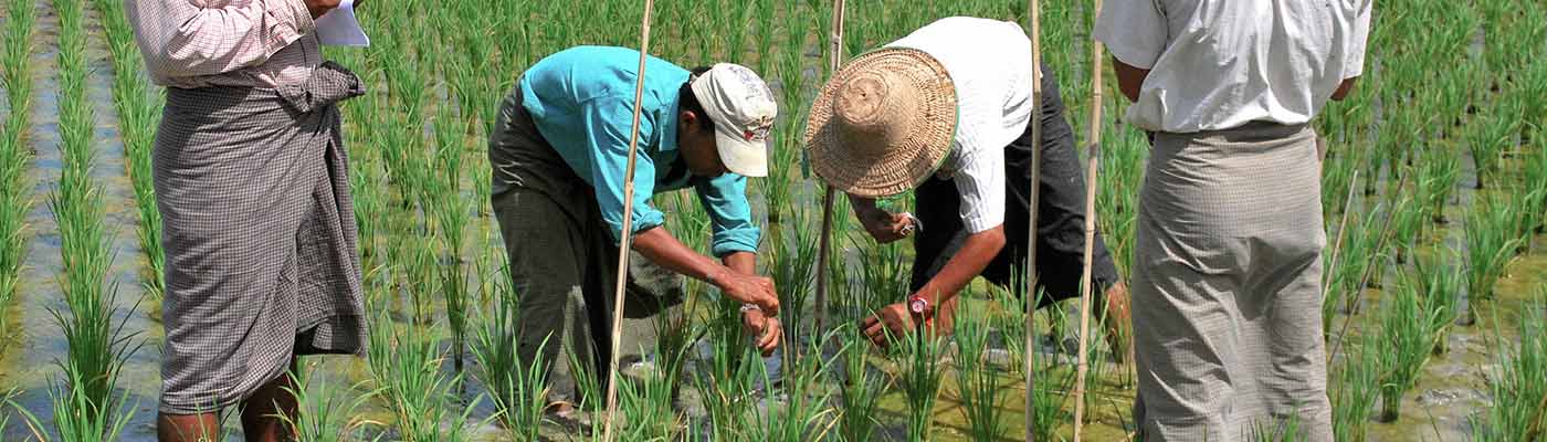 Group of people testing rice cultivation techniques