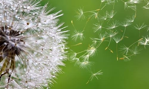 Dandelion seeds floating on the breeze