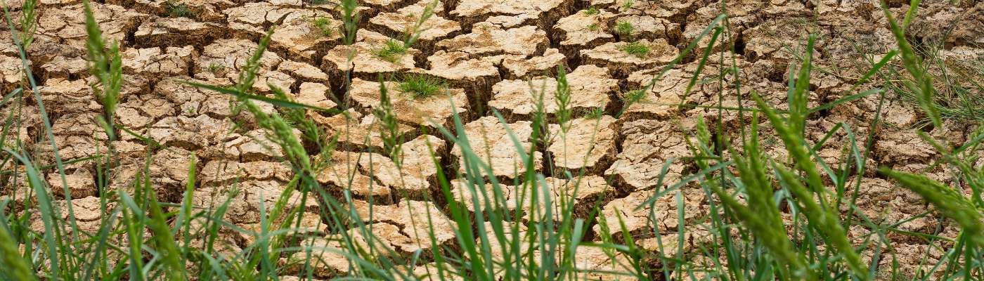 Parched earth in a drought