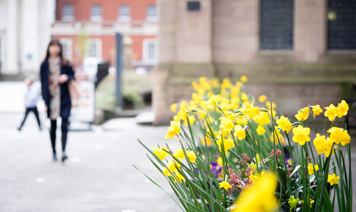 Daffodils on campus at Manchester