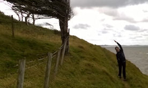 Trees bent by winds