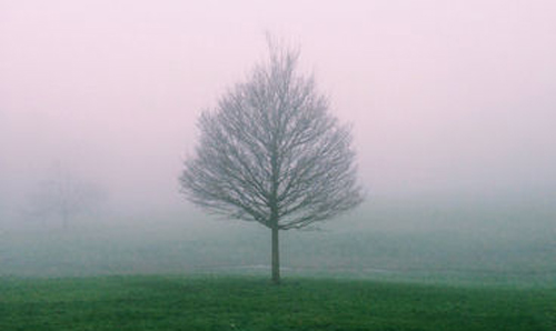 Tree in the mist