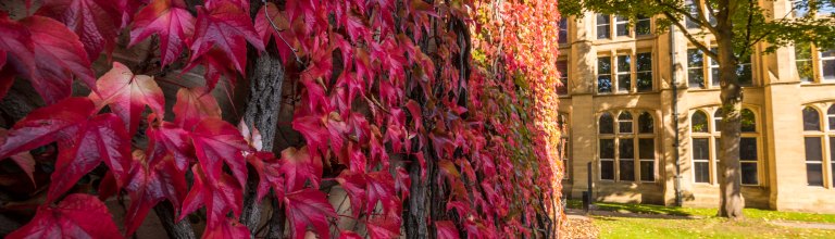 Red leaves growing on university wall 
