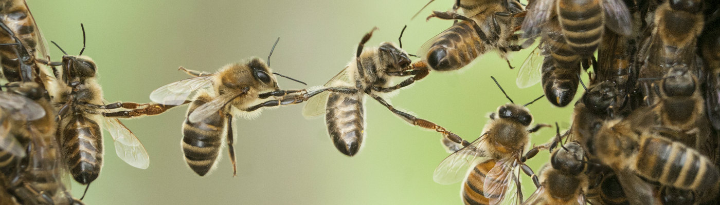 Group of bees