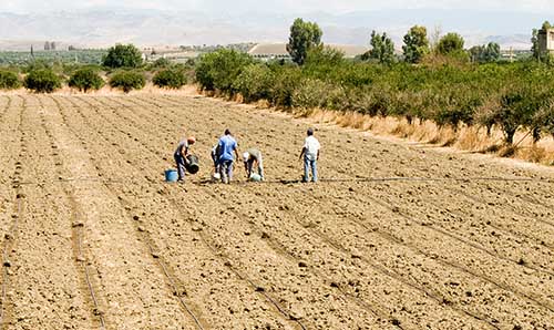 workers in a field