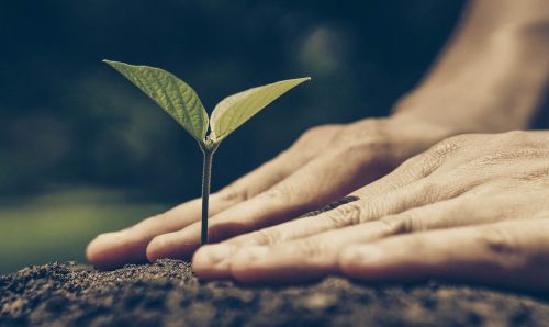 A single plant coming out of the soil, with a hand either side.