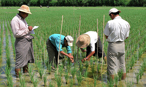 Four individuals testing rice cultivation techniques